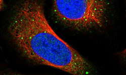 prestige antibodies