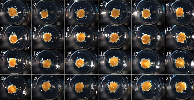 3D human liver tissue bioprinted on Corning Transwell permeable supports 在康宁 Transwell 可渗透支架上生物打印的三维人体肝脏组织。