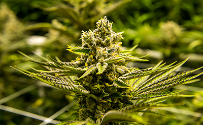 Pesticides and Mycotoxins in Cannabis and Hemp Pesticides and Mycotoxins in Cannabis and Hemp