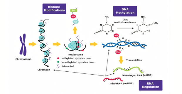 Graphic of epigenetic mechanisms using DNA methylation, histone modifications, and RNA regulation.