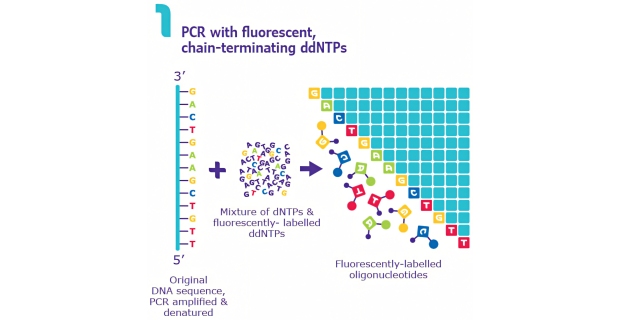 Sanger Sequencing Sanger DNA Sequencing Method