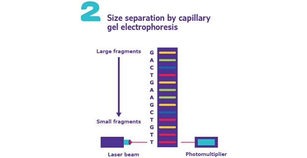 Sanger Sequencing Sanger DNA Sequencing Method