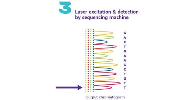 Sanger Sequencing Sanger DNA Sequencing Method