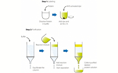 Protein Labeling & Modification Image describes a two-step process for labeling and purifying proteins, Step 1: Labeling and Step 2: Purification.