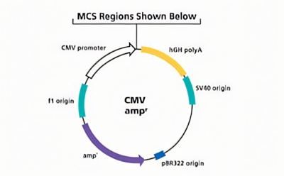 CMV Promoter Mammalian Expression Vector Diagram of a plasmid showing CMV promoter, hGH polyA, SV40 origin, and pBR322 origin with amp^ resistance.