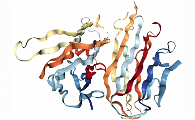 Protein Structural Analysis This image appears to be a 3D model of a complex protein structure. The protein consists of multiple intertwined and folded strands, each colored differently to distinguish the various parts.