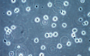 Validated Cell Types Validated Cell Types