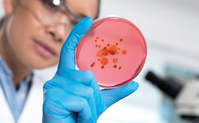 Microbial Identification Tests & Biochemical Reagents Scientist inspecting bacterial growth on a transparent petri dish with a stack of additional cultured samples to examine.