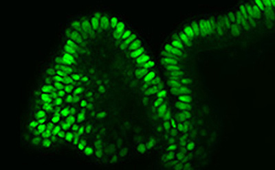 Human IPSC Derived Colonic Organoids 三维细胞培养