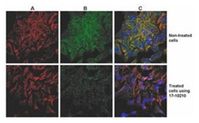 Cell Isolation Kits