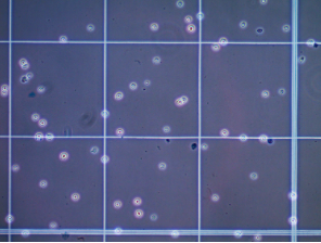 Microscopy image of the Cell Comb scratch assay for cell migration