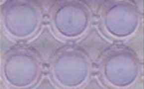 A close-up image of a 96-well plate with each well containing HT-1080 cells. The wells are arranged in two rows of three.