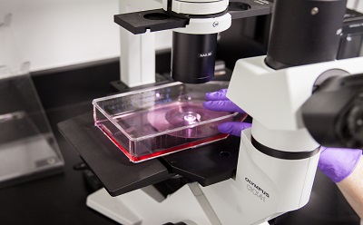 Cell Culture Workflow 图片显示的是一台显微镜的特写,镜片下方是一个培养皿,里面装有粉红色物质,表明这是一个科学或医学研究环境。显微镜放在黑色台面上。