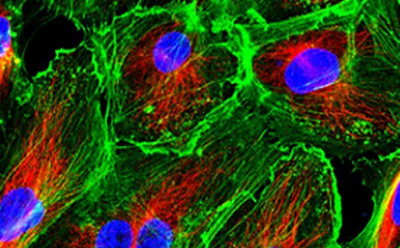 Cell Lines & Specialty Cell Culture