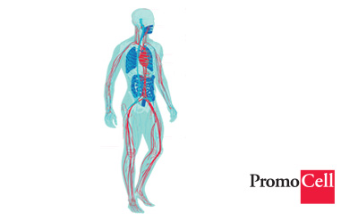 PromoCell® Human Primary Cell Culture 它以蓝色和红色显示心脏、动脉和静脉的清晰视图,分别代表含氧和脱氧血液的路径。