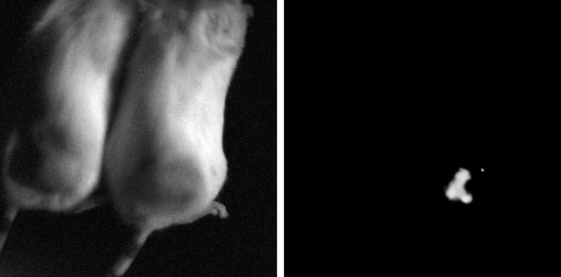 Photographs of fluorescently glowing, Luciferase-specific siRNA treated animals and non-glowing non-targeting siRNA treated control animal showing the effectiveness of in-vivo-quality siRNA in delivering luciferase