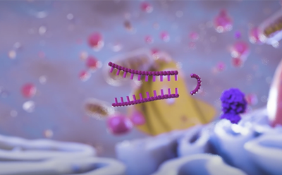 Stylized hairpin DNA