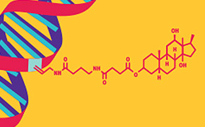 地高辛（DIG）标记 DNA 探针的图形。