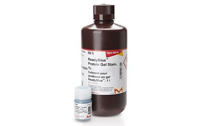 1L of ReadyBlue™ Protein Gel Stain in an opaque, brown plastic bottle. ReadyBlue™ Protein Gel Stain is a rapid and sensitive colloidal Coomassie stain for PAGE. 1 升 ReadyBlue™ 蛋白质凝胶染色剂,装在不透明的棕色塑料瓶中。ReadyBlue™ 蛋白质凝胶染色剂是一种用于 PAGE 的快速、灵敏的胶体 Coomassie 染色剂。