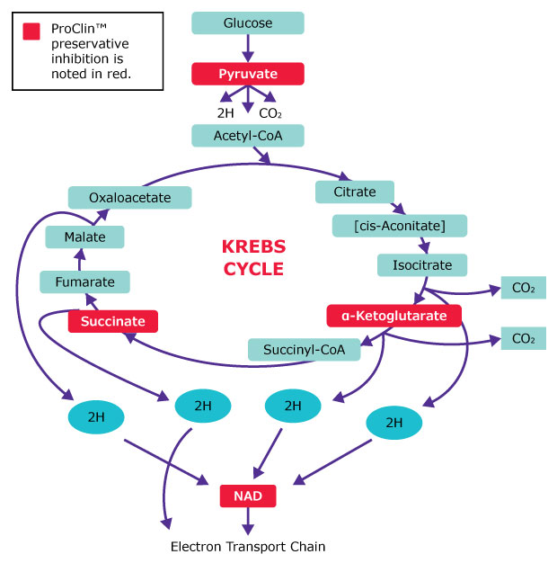 Proclin™ biocide preservative inhibits microbial Kreb cycle in several places Proclin™ biocide preservative inhibits microbial Krebs cycle in several places