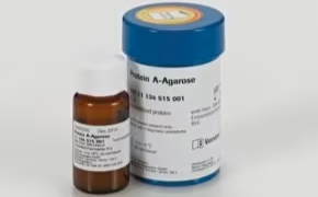 蛋白A琼脂糖 一个棕色小玻璃瓶,旁边是一个白色标签的大号蓝色塑料瓶