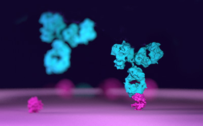 Screening and Selecting mAb Candidates 抗体与孔板表面包被的抗原结合的3D图示