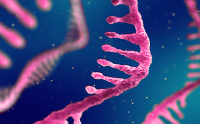 粉红色 mRNA 链的 3D 图示