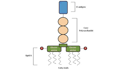A labeled diagram illustrating the structure of a lipopolysaccharide (LPS), detailing components such as the O-antigen at the top, followed by the core polysaccharide, and Lipid A at the bottom, with glucosamine and fatty acids represented in the structure.