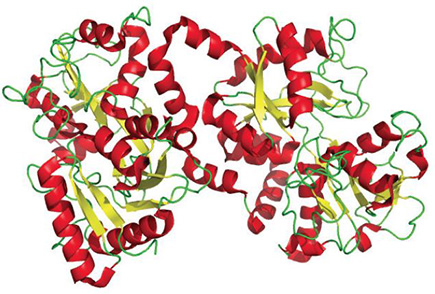 Lactoferrin Lactoferrin, also known as lactotransferrin, is a glycoprotein widely represented in various secretory fluids including milk. Lactoferrin is part of the immune system and has antimicrobial activity.