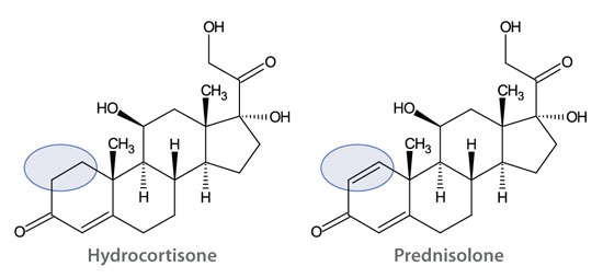 hydrocortisone-and-prednisolone Hydrocortisone and Prednisolone