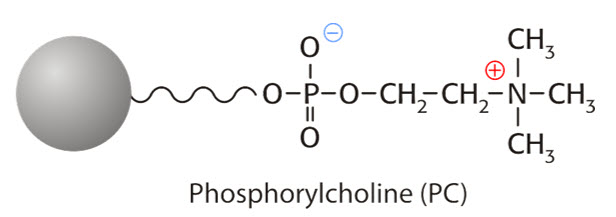 Chemical structure of Phosphorylcholine (PC) featuring a silver sphere representing a hydrophobic group, a carbon chain connected to a phosphate group (PO4) that includes negatively charged oxygen atoms, and a positively charged nitrogen atom linked to a methyl (CH3) group. The structure illustrates the functional components of phosphorylcholine.