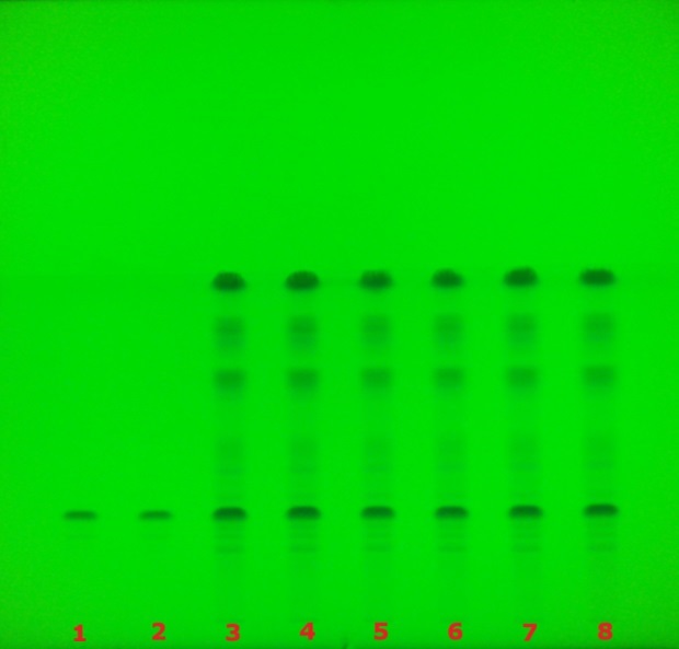 TLC plate under 254 nm UV showing multiple lanes with glycyrrhizic acid bands for sample identification.