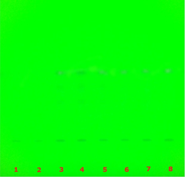 TLC plate under 254 nm UV showing faint bands across lanes used for glycyrrhizic acid quantification.