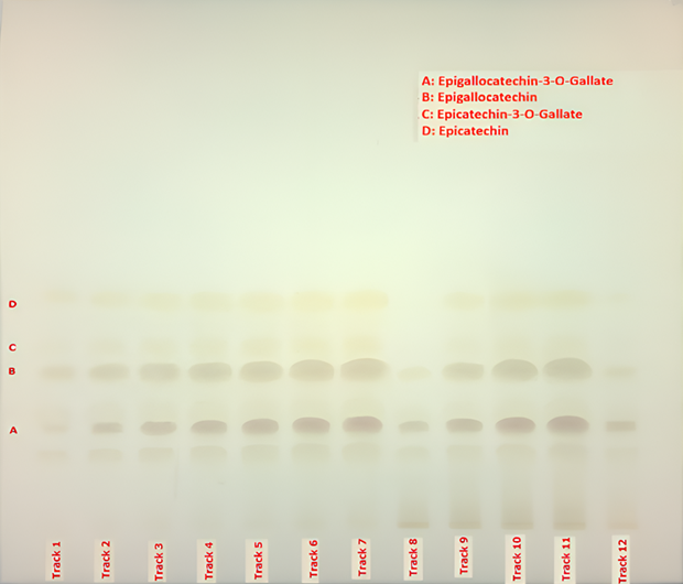 TLC chromatogram of catechins under visible light TLC plate under visible light showing separated catechin bands labeled A to D across tracks 1 to 12 for green tea extract analysis.