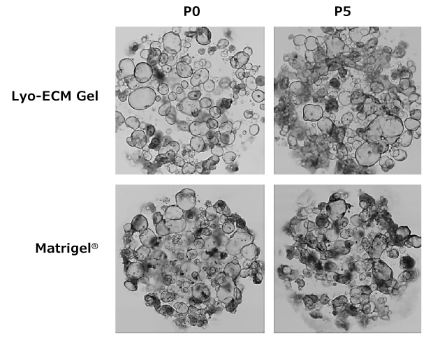 Four images of gastrointestinal organoids on passage 0 or 5. The top right image is of SCC322 grown in Lyo-ECM Gel on passage 0 and shows cells together in a circle. The top left image is of SCC322 grown in Lyo-ECM Gel on passage 5 and shows cells more densely packed in a circle. The bottom right image is of SCC322 grown in Matrigel® on passage 0 and shows cells together in a circle. The bottom left image is of SCC322 grown in Matrigel® on passage 5 and shows cells more densely packed in a circle. No difference in morphology and cell health was seen between the two conditions after 5 passages.