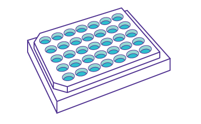 A schematic of plated organoids in suspension across a 384-well plate, showing wells filled with samples. A schematic of plated organoids in suspension across a 384-well plate, showing wells filled with samples.