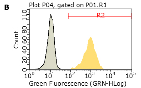 Flow cytometry histogram showing ALMC-1 expression of CD44 Flow cytometry histogram showing ALMC-1 expression of CD44 in yellow and unstained cells in gray