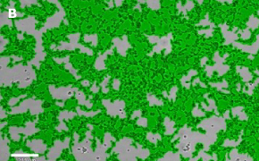 Masked Oli-neu oligodendrocytes on Millicell<sup>®</sup> DCI Digital Cell Imager Brightfield imaging of Oli-neu oligodendrocytes on Millicell<sup>®</sup> DCI Digital Cell Imager at 10X magnification with mask