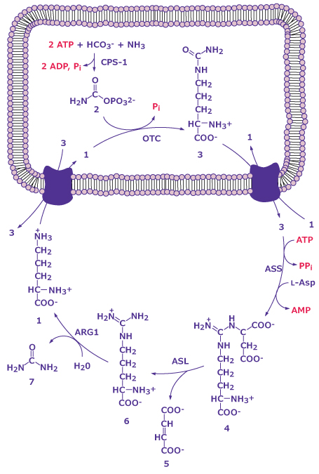 L-ornithine function in urea cycle The reactions of the urea cycle