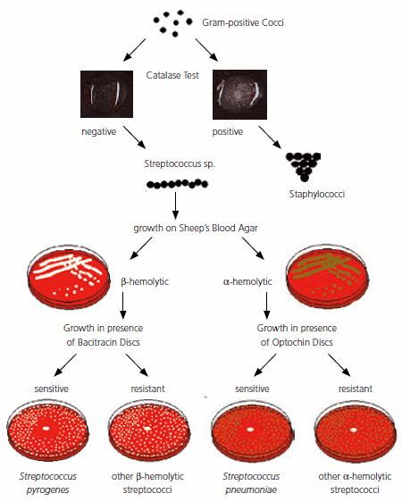 Pneumococci Pneumococci