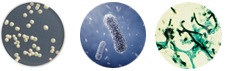 Bacterial Fungal Yeast Bacterial Fungal Yeast