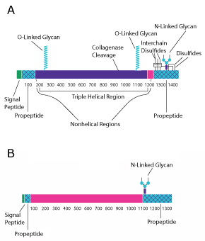 Collagen Type I Protein structure diagram for collagen type I. The top diagram is for two collagen strands and is broken into the signal peptide, the propetide, the nonhelical region, the triple helical region, the nonhelical region, and the propeptide from left to right. The bottom diagram is for one collagen strand and is broken into the signal peptie, the propeptide, and the nonhelical regions, and then the propetide region from left to right.