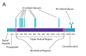Collagen Type II Protein structure diagram for collagen type II. The diagram is for three collagen strands and is broken into the signal peptide, the propetide, the nonhelical region, the triple helical region, the nonhelical region, and chondrocalcin from left to right.