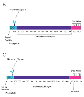 Collagen Type IV Protein structure diagram for collagen type I. The top diagram is for predominantly two collagen strands and is broken into the signal peptide, the propetide, the triple helical region, and the nonhelical region. The bottom diagram is for predominantly one collagen strand and is broken into the signal peptie, the propeptide, the triple helical regions, and then the canstatin region from left to right.