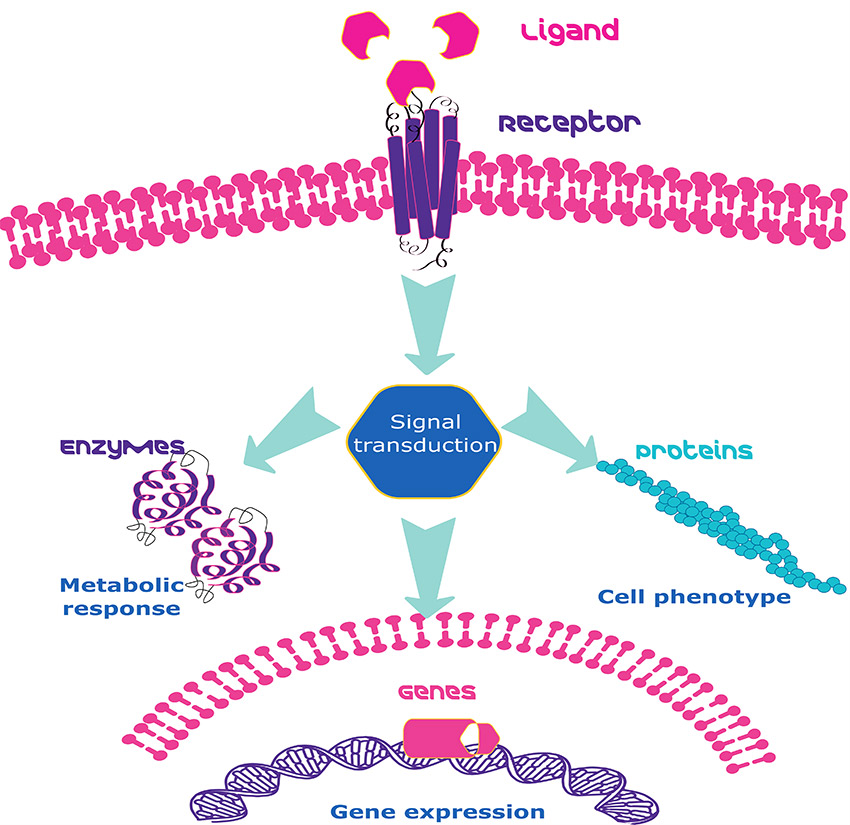 Growth Factor signaling Growth Factor signaling