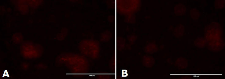 Stem Cell Testing of PES Membrane Containing Stericup® Quick Release Filters Alkaline Phosphatase staining of mESC colonies