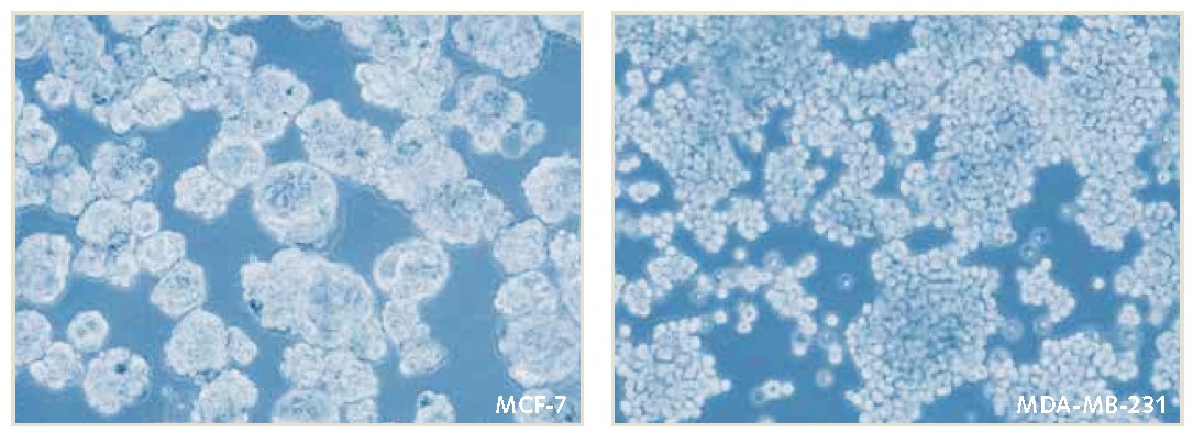 mammosphere-culture Mammosphere culture of MCF-7 and MDA-MB-231 breast cancer cells in PromoCell 3D Tumorsphere Media XF.
