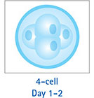 4-cell Day 1-2 4-细胞 第 1-2 天