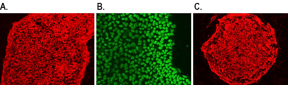 Human iPSC pluripotency markers Human iPSC pluripotency markers
