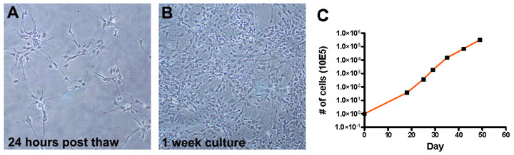 Bright field images of proliferating Human OPCs Bright field images of proliferating Human OPCs